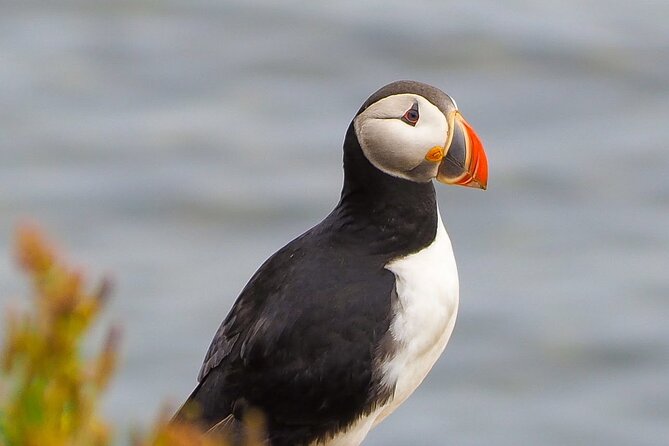 Big Whales & Puffins RIB boat tour from Húsavík - Tjörnes Peninsula and the bay’s older story