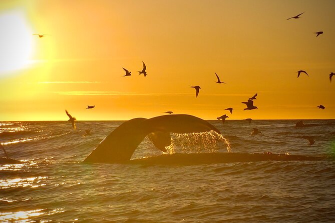 Big Whales & Puffins RIB boat tour from Húsavík - A responsible way to get close to whales