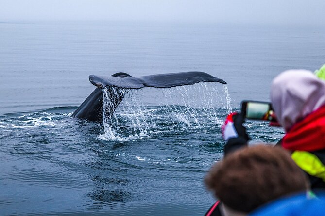 Big Whales & Puffins RIB boat tour from Húsavík - The real value of the $203 price
