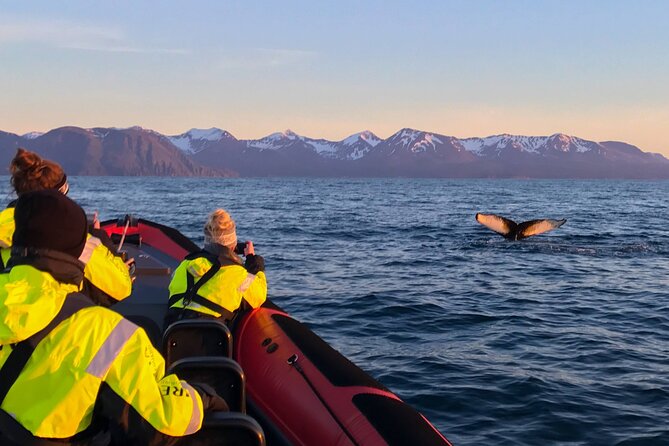 Big Whales & Puffins RIB boat tour from Húsavík - Who should book this Húsavík whale tour