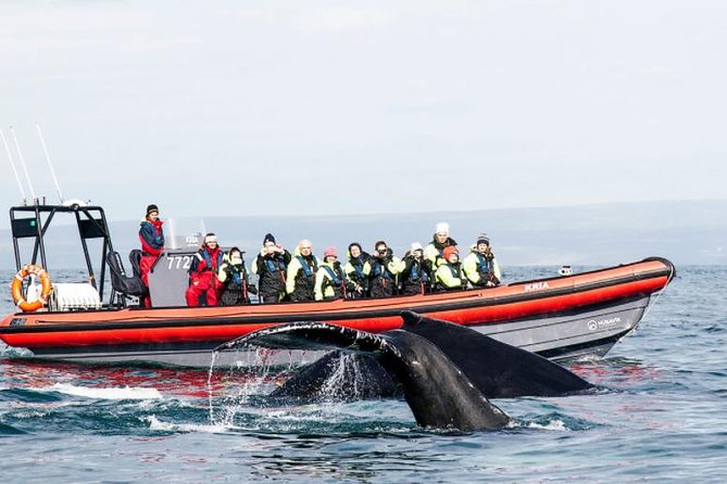 Big Whales & Puffins RIB boat tour from Húsavík - Puffin Island and the summer bird season