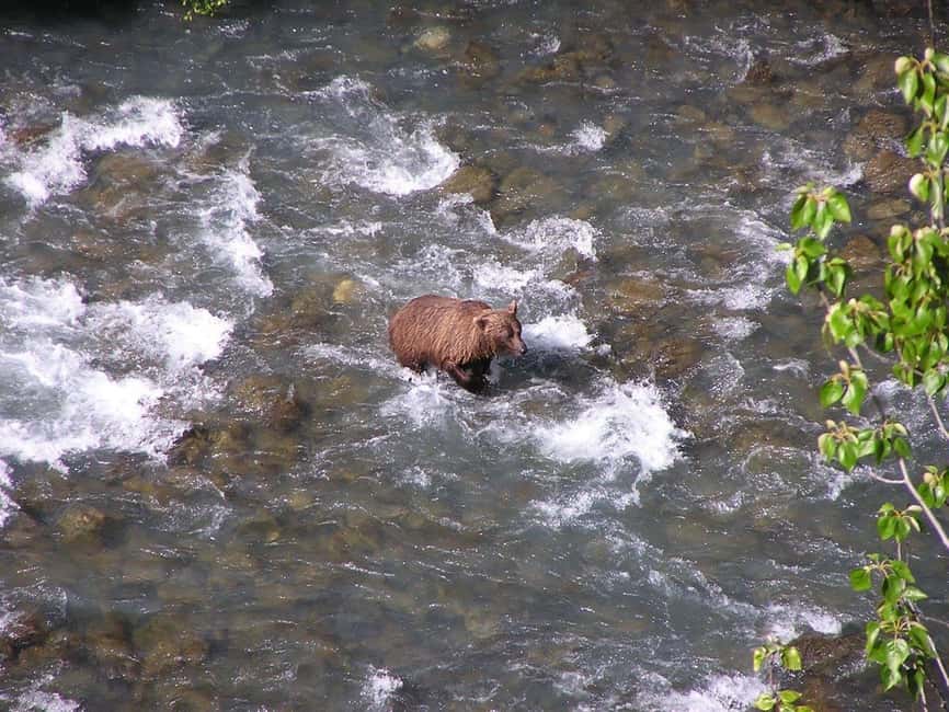 Bird Creek: Chugach State Park ATV Nature Tour & Hike - Wildlife watching with realistic expectations