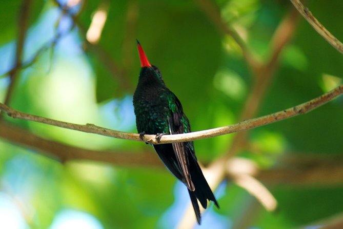 Bird Feeding Sanctuary, Montego Bay Highlights and Columbus Park Day Adventure - Key points to know before you book