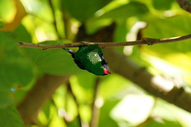 Bird Feeding Sanctuary, Montego Bay Highlights and Columbus Park Day Adventure - A hummingbird stop with a small history lesson