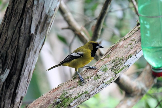 Bird Feeding Sanctuary, Montego Bay Highlights and Columbus Park Day Adventure - Lunch, drinks, and the long day