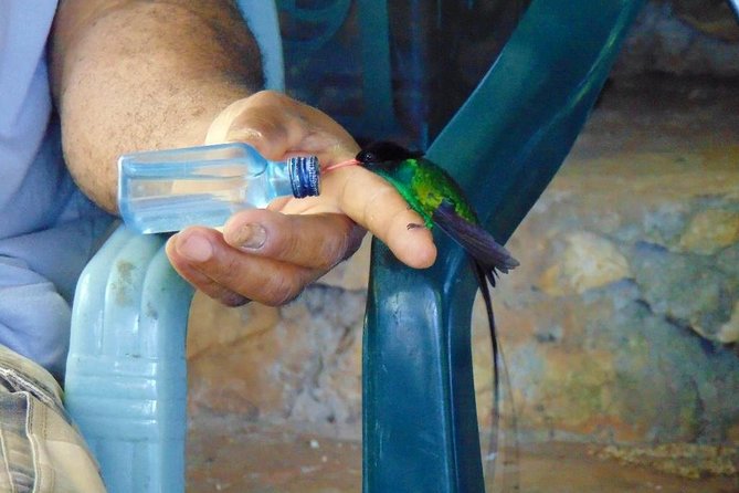 Bird Feeding Sanctuary, Montego Bay Highlights and Columbus Park Day Adventure - What the drive adds to the day