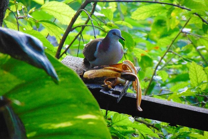 Bird Feeding Sanctuary, Montego Bay Highlights and Columbus Park Day Adventure - Who will enjoy this outing most