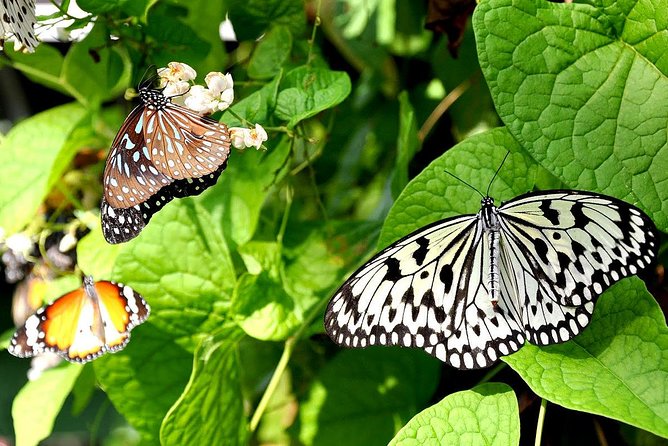 Bird Park & Butterfly Farm Nature Include All Entrance Tour From Kuala Lumpur - Three Kuala Lumpur parks without the usual planning