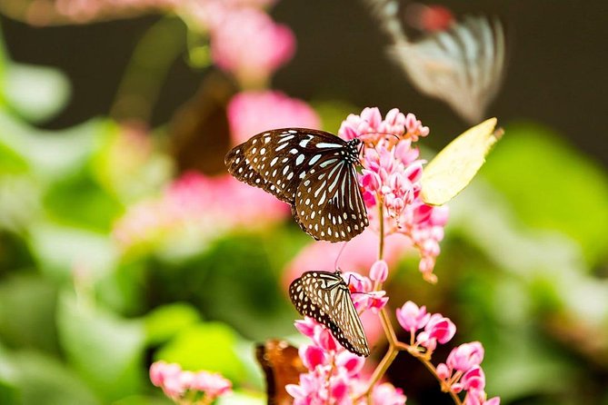 Bird Park & Butterfly Farm Nature Tour From Kuala Lumpur - How to use the three and a half hours well