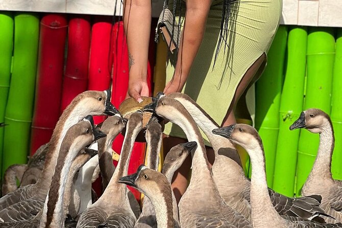 Bird Sanctuary and animal farm Day Tour - Hand-feeding hummingbirds at Rockland Bird Sanctuary