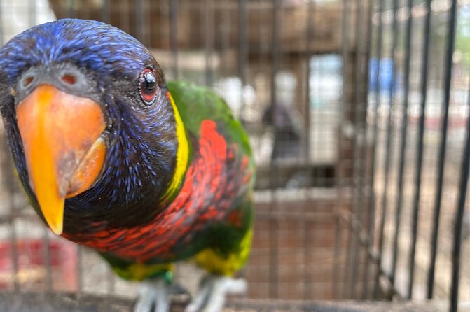Bird Sanctuary and Montego Bay City Tour - A city tour with a farm visit at the end