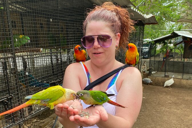 Bird Sanctuary and Montego Bay City Tour - Seeing Jamaican produce in the market area