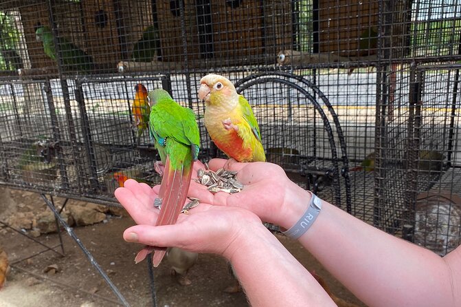 Bird Sanctuary and Montego Bay City Tour - Shopping for souvenirs without losing the local focus