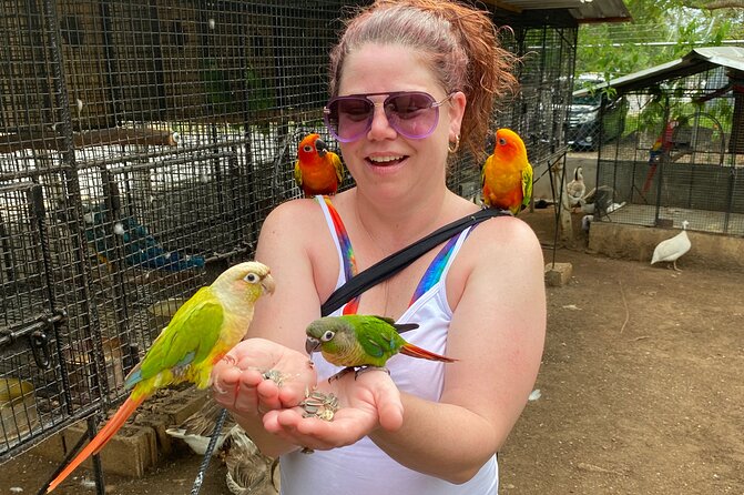 Bird Sanctuary and Montego Bay City Tour - Meeting the birds at DBoss Farm in Ironshore
