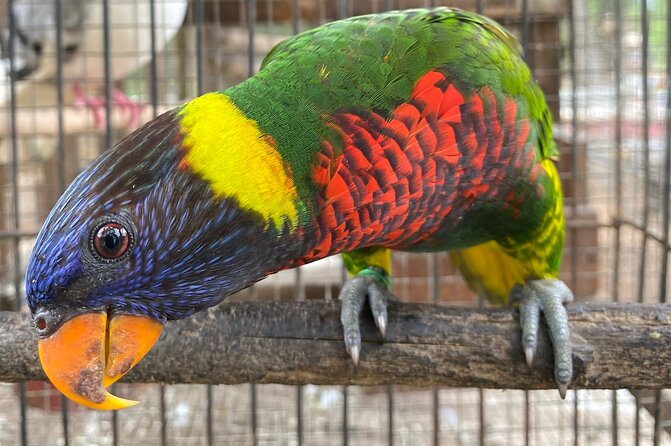Bird Sanctuary and Montego Bay City Tour - Why the private format changes the value