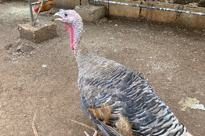 Bird Sanctuary and Montego Bay City Tour - Is $140 per person a fair price?