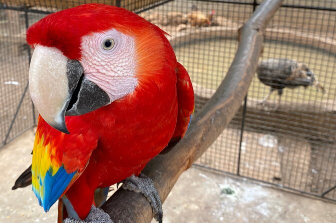 Bird Sanctuary and Montego Bay City Tour - St James Parish Church and The Dome House