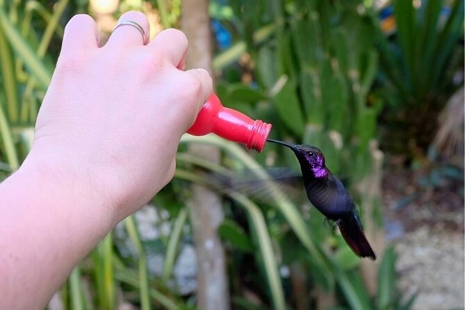 Bird Sanctuary and/or Lethe Bamboo Rafting from Montego Bay - Is $85.49 a Good Value?