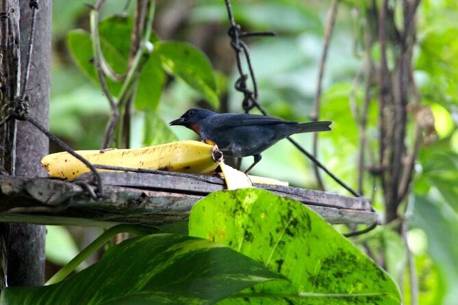 Bird Sanctuary and/or Lethe Bamboo Rafting from Montego Bay - Who Will Enjoy This Jamaican Half-Day Trip?