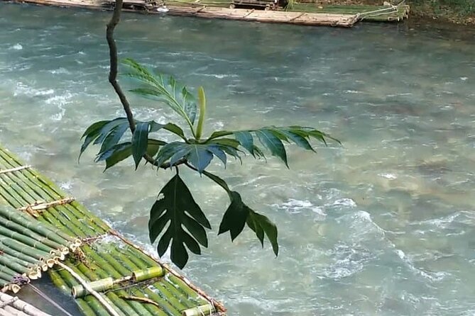 Bird Sanctuary and/or Lethe Bamboo Rafting from Montego Bay - How This Experience Compares With a Typical Montego Bay Excursion