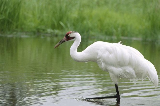 Bird Sanctuary, Bharatpur & Taj Mahal, Agra Day Tour from Delhi - Who should book this experience