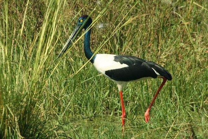 Bird Sanctuary, Bharatpur & Taj Mahal, Agra Day Tour from Delhi - Three hours inside Keoladeo National Park