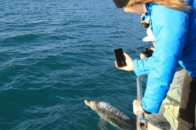 Bird Watching and Dolphin Eco-Tour to Blumine Island - Starting at E-Ko Tours in Picton
