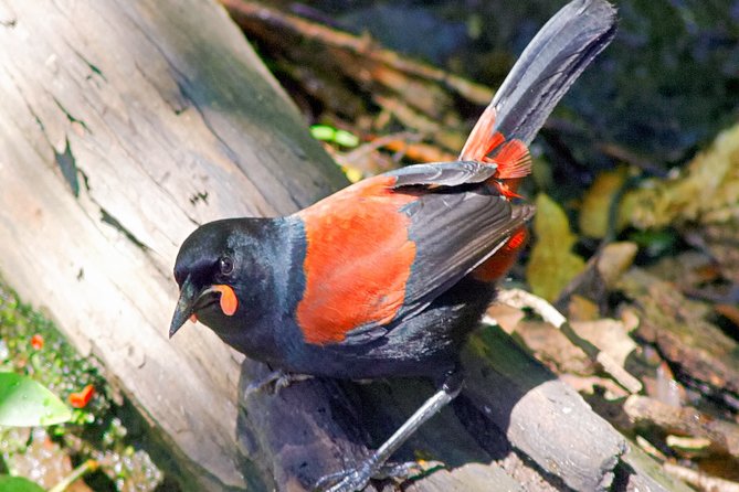 Bird Watching and Dolphin Eco-Tour to Blumine Island - Stepping ashore in the DOC reserve