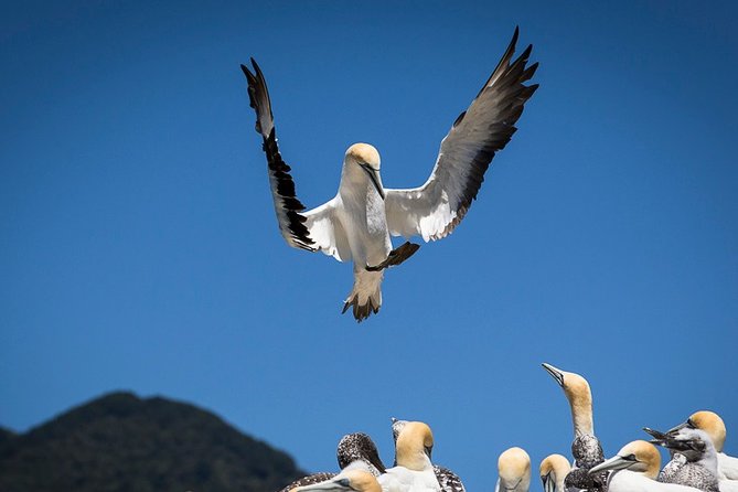Bird Watching and Dolphin Eco-Tour to Blumine Island - Is €112.18 a fair price?