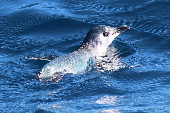 Bird Watching and Dolphin Eco-Tour to Blumine Island - Weather, comfort, and what to bring