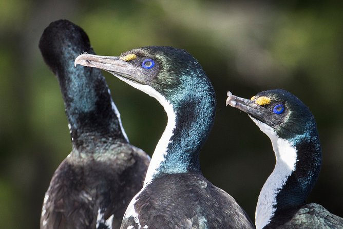 Bird Watching and Dolphin Eco-Tour to Blumine Island - Who should book this Picton wildlife tour?