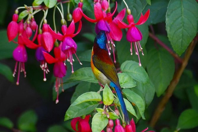 Bird Watching Doi Inthanon - The 5:00 a.m. pickup and drive north