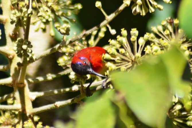 Bird Watching Doi Inthanon - Moving higher toward the summit