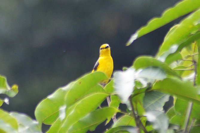 Bird Watching Doi Inthanon - A mountain day beyond the birds