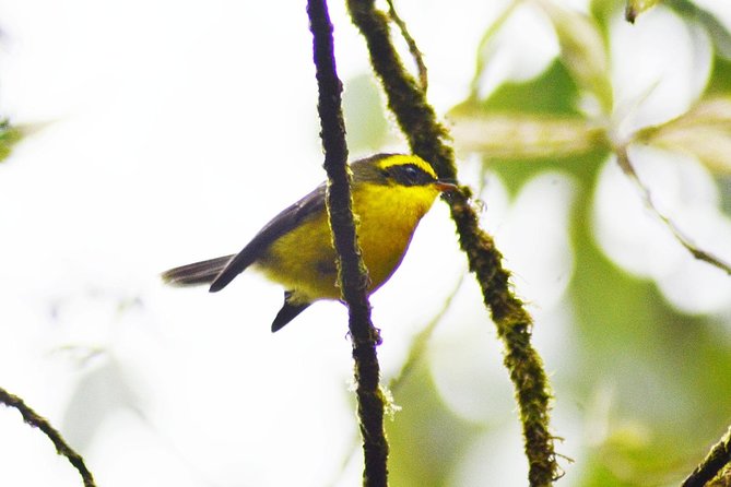 Bird Watching Doi Inthanon - Lunch and the return to Chiang Mai