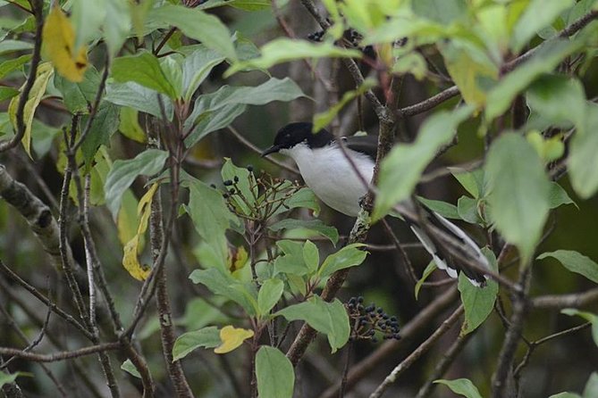 Bird Watching Doi Inthanon - Is $159 a fair price?