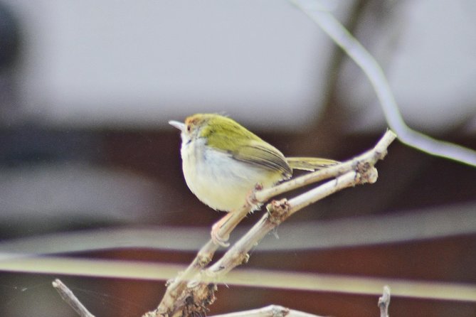Bird Watching Doi Inthanon - Who should book this outing?
