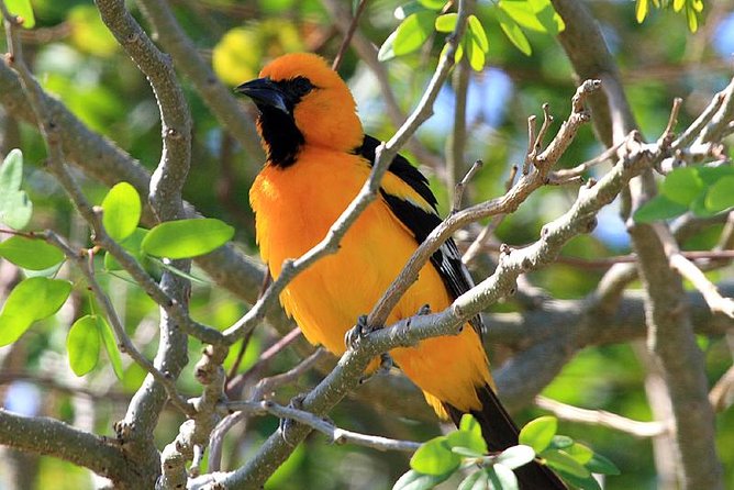 Bird watching ecofriendly tour from Cancun & Riviera Maya - What you may see with the binoculars