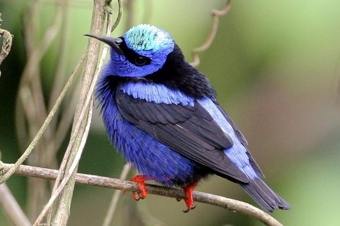 Bird watching ecofriendly tour from Cancun & Riviera Maya - The bird list you receive afterward