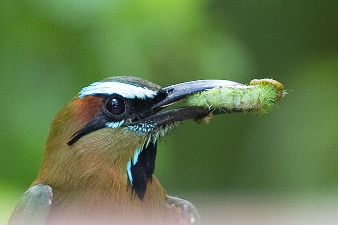 Bird watching ecofriendly tour from Cancun & Riviera Maya - Is $790 per person a fair price?