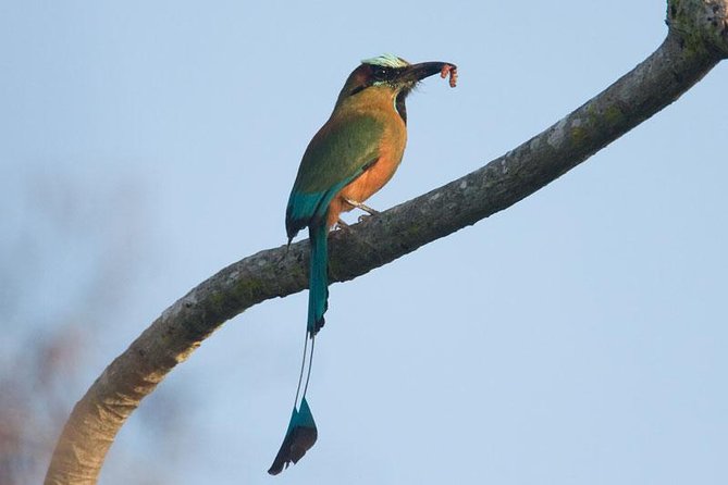 Bird watching ecofriendly tour from Cancun & Riviera Maya - Health measures and practical comfort