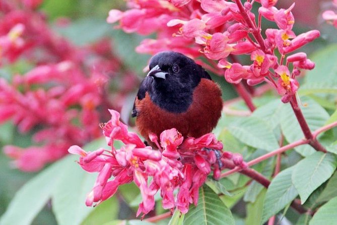 Bird watching ecofriendly tour from Cancun & Riviera Maya - Who will enjoy this most?