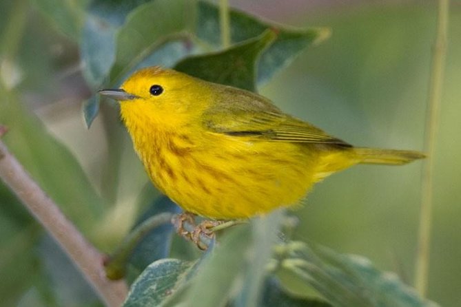 Bird watching ecofriendly tour from Cancun & Riviera Maya - Into the jungle near Puerto Morelos