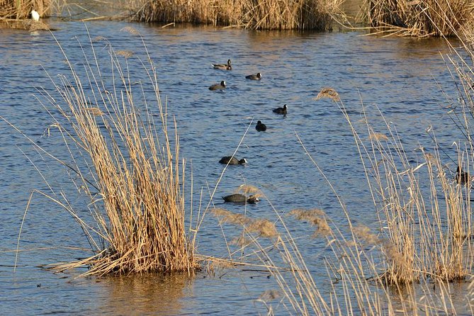 Bird Watching in Albufeira Lagoon - Key points to know before booking