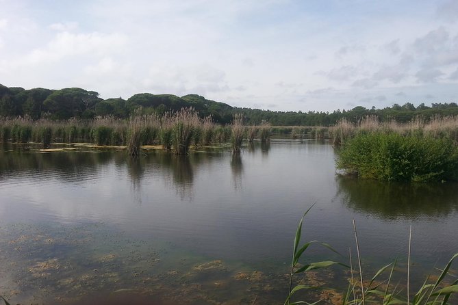 Bird Watching in Albufeira Lagoon - Why Albufeira Lagoon is a good birding choice