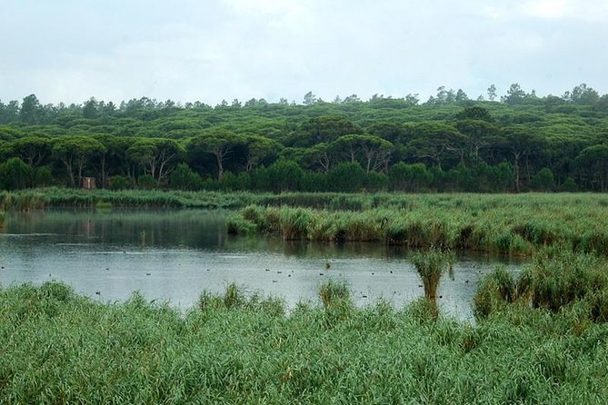 Bird Watching in Albufeira Lagoon - The 8:00 a.m. start from Lisbon