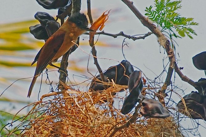 Bird watching in La Mancha - What you might see by season