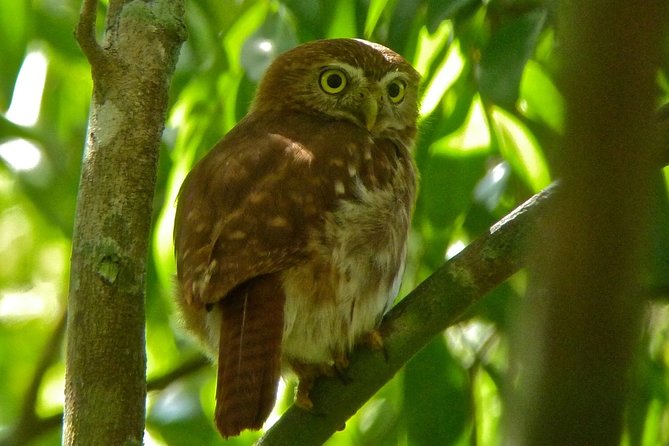 Bird Watching in Sian Ka´an Muyil - Why this Muyil birding tour is worth an early wake-up