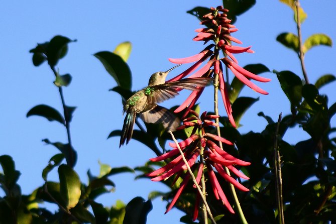 Bird Watching in Sian Ka´an Muyil - The optional Sian Ka’an boat and lazy river float