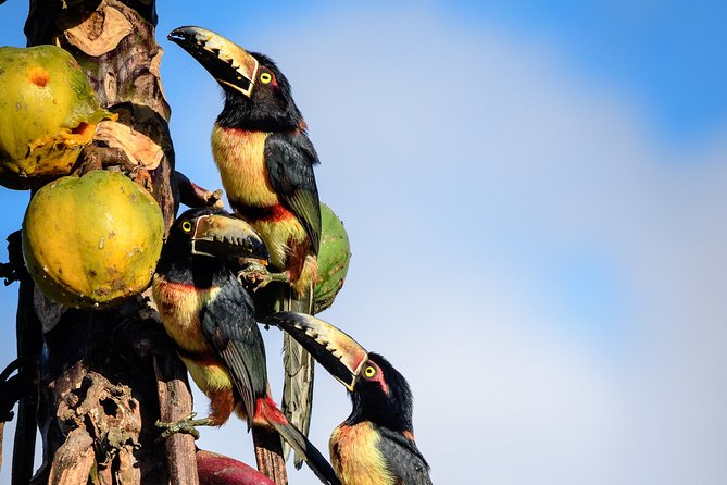 Bird Watching in Sian Ka´an Muyil - Binoculars, food, and what to bring